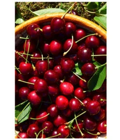 Kirschen-Duo 'Sunburst/Burlat' -Outdoor Garten Geschäft 7760713 WE MO 001 KirschenDuoSunurstBurlat Pixabay