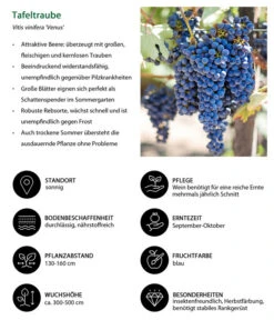 Tafeltraube 'Venus' -Outdoor Garten Geschäft 7773542 WE IG 001 TafeltraubeVitisviniferaVenus