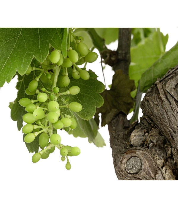 Weinrebenstamm 2 Weinrebenstamm – Bild 2