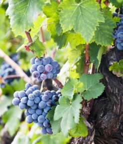 Weinrebenstamm 5 Weinrebenstamm -Outdoor Garten Geschäft 7773617 PR MO 001 WeinrebenStammXXL Fotolia