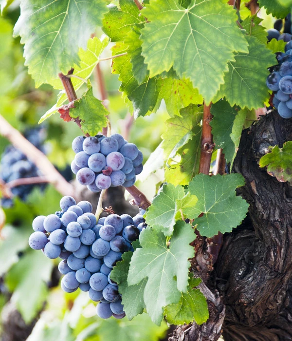 Weinrebenstamm 3 Weinrebenstamm – Bild 3