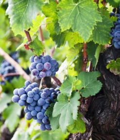 XXL Weinrebenstamm, Ca. 200-220 Cm, Verschiedene Sorten -Outdoor Garten Geschäft 7773617 WE MO 002 WeinrebenStammXXL