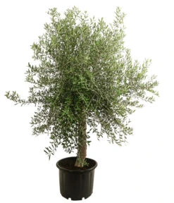 XXL Olivenbaum, Ca. 160-180 Cm