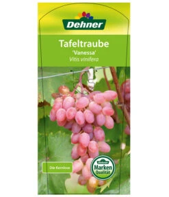 Tafeltraube 'Vanessa' -Outdoor Garten Geschäft 7773732 TafeltraubeVanessa Etikett1
