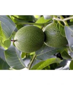 Moselaner Walnuss Klon 120 -Outdoor Garten Geschäft 7776800 WE DE GeisenheimerWalnussKlon120Pixabay