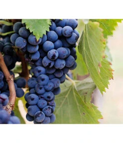 Dehner Gourmet Garten Tafeltraube 'Muscat Blue' -Outdoor Garten Geschäft 7779101 PR DE 002 VitisWeintraubenMuscatBleuPixabay