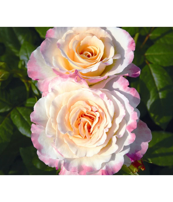 Edelrose 'Aquarell®', Stämmchen 1 Edelrose 'Aquarell®', Stämmchen