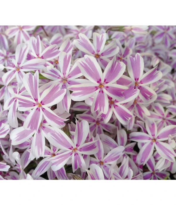 Teppich-Phlox 1 Teppich-Phlox