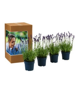 Bestseller -Outdoor Garten Geschäft 7805773 WE FS 002 LavendelpaketDuftLavendelAngustifoliaFeliceLavandula4Pflanzen