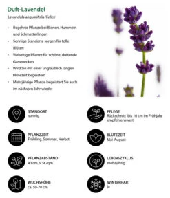 Duft-Lavendel 'Felice', 4er-Set 8 Duft-Lavendel 'Felice', 4er-Set -Outdoor Garten Geschäft 7805773 WE IG 001 DuftLavendel 1