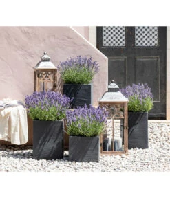 Duft-Lavendel 'Felice', 4er-Set 7 Duft-Lavendel 'Felice', 4er-Set -Outdoor Garten Geschäft 7805773 WE MO 001 Lavendel 1