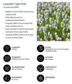 Lavendel-Set Lavendel-Vielfalt, 4-teilig 12 Lavendel-Set Lavendel-Vielfalt, 4-teilig -Outdoor Garten Geschäft 7805781 WE IG 001 LavendelLightPinkAngustifoliaLightPinkLuckner