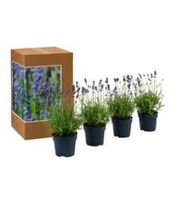 Bestseller -Outdoor Garten Geschäft 7805799 WE FS 002 LavendelpaketBieneBienenlavendelLavandula4PflanzenT12