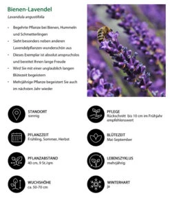 Dehners Bienen-Lavendel, 4er-Set -Outdoor Garten Geschäft 7805799 WE IG 001 BienenLavendel 1