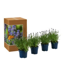 Bestseller -Outdoor Garten Geschäft 7805807 WE FS 002 LavendelpaketLavandulaSchmetterlingslavendel4PflanzenT12
