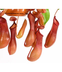 Kannenpflanze - Nepenthes Alata, Ampel -Outdoor Garten Geschäft 7976004 WE DE 001 KannenpflanzeNepenthesAlataDehnerExpressHerzig
