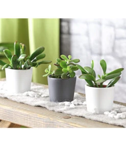 Geldbaum-Set - Crassula, Verschiedene Sorten, 3-teilig -Outdoor Garten Geschäft 7976319 WE MO 001 GeldbaumCrassula3erMixT5DehnerExpressHerzig