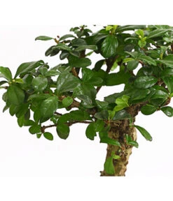 Bonsai Fukientee - Carmona Microphylla, Kugelförmig, 6 Jahre -Outdoor Garten Geschäft 7977036 WE DE 001 BonsaiFukienteeCarmonaMicrophylla6JahreKugelformDehnerExpressHerzig