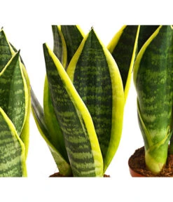 Bogenhanf - Sansevieria Trifasciata, 3er-Set 5 Bogenhanf - Sansevieria Trifasciata, 3er-Set -Outdoor Garten Geschäft 7977713 PR DE 001 SansevieriaTrifasciataBogenhanf3erSetT9StreckeDehnerExpressHerzig