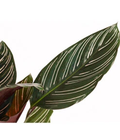 Korbmarante - Calathea Ornata -Outdoor Garten Geschäft 7977887 PR DE 001 CalatheaOrnataKorbmarantheT14StreckeDehnerExpressHerzig