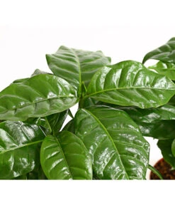 Kaffeepflanze - Coffea Arabica, 3er-Set -Outdoor Garten Geschäft 7977911 PR DE 001 CoffeaArabicaKaffeepflanze3erSetT12StreckeDehnerExpressHerzig