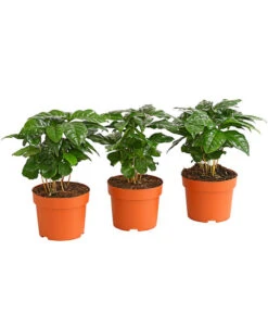 Kaffeepflanze - Coffea Arabica, 3er-Set