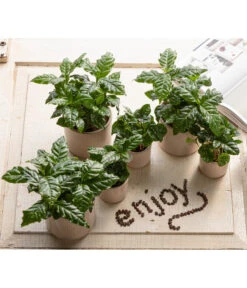 Kaffeepflanze - Coffea Arabica, 3er-Set -Outdoor Garten Geschäft 7977911 WE MO 001 CoffeaArabicaT5 5 GC14 2022