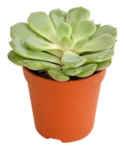 Echeverien-Set - Echeveria, Verschiedene Sorten 9 Echeverien-Set - Echeveria, Verschiedene Sorten -Outdoor Garten Geschäft 7978117 PR FS 002 EcheverieSukkulenten6erSetT6DehnerExpressHerzig