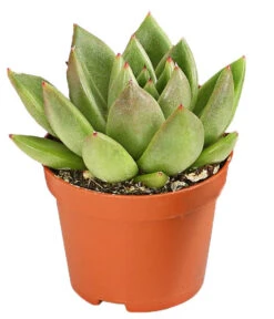 Echeverien-Set - Echeveria, Verschiedene Sorten 10 Echeverien-Set - Echeveria, Verschiedene Sorten -Outdoor Garten Geschäft 7978117 PR FS 003 EcheverieSukkulenten6erSetT6DehnerExpressHerzig