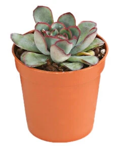 Echeverien-Set - Echeveria, Verschiedene Sorten 11 Echeverien-Set - Echeveria, Verschiedene Sorten -Outdoor Garten Geschäft 7978117 PR FS 004 EcheverieSukkulenten6erSetT6DehnerExpressHerzig