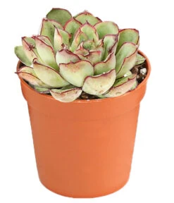 Echeverien-Set - Echeveria, Verschiedene Sorten 12 Echeverien-Set - Echeveria, Verschiedene Sorten -Outdoor Garten Geschäft 7978117 PR FS 005 EcheverieSukkulenten6erSetT6DehnerExpressHerzig