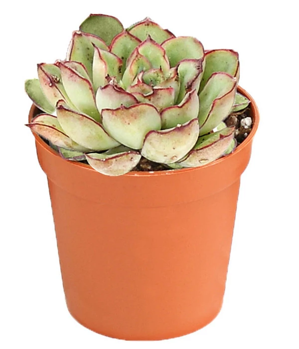 Echeverien-Set - Echeveria, Verschiedene Sorten 6 Echeverien-Set - Echeveria, Verschiedene Sorten – Bild 6