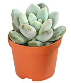 Echeverien-Set - Echeveria, Verschiedene Sorten 13 Echeverien-Set - Echeveria, Verschiedene Sorten -Outdoor Garten Geschäft 7978117 PR FS 006 EcheverieSukkulenten6erSetT6DehnerExpressHerzig