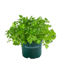 Bestseller 3 Bioland Koriander