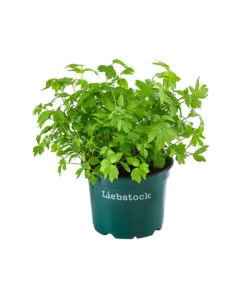 Bioland Liebstöckel