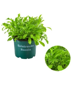 Bestseller 15 Bioland Rucola