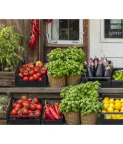 Tomate 'Previa' 6 Tomate 'Previa' -Outdoor Garten Geschäft 8002578 WE MO 001 BellaItaliaTomatePaprikaBasilikum2021GC04 1