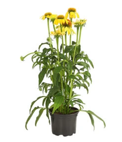 Garten-Scheinsonnenhut 'Cheyenne Spirit' -Outdoor Garten Geschäft 8005514 PR FS 001 EchinaceaCheyenneSpiritSonnenhutT13DehnerExpressHerzig