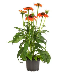 Garten-Scheinsonnenhut 'Cheyenne Spirit' -Outdoor Garten Geschäft 8005514 PR FS 002 EchinaceaCheyenneSpiritSonnenhutT13DehnerExpressHerzig