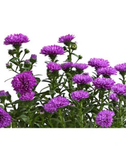 Glattblatt-Aster 9 Glattblatt-Aster -Outdoor Garten Geschäft 8016081 PR DE 002 AsterNoviBelgiiLilaDehnerExpressHerzig