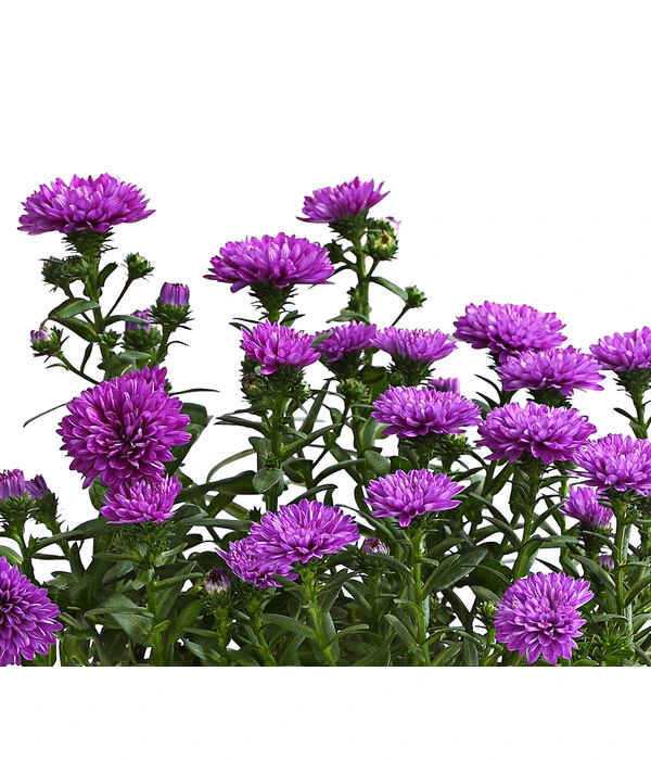 Glattblatt-Aster 5 Glattblatt-Aster – Bild 5