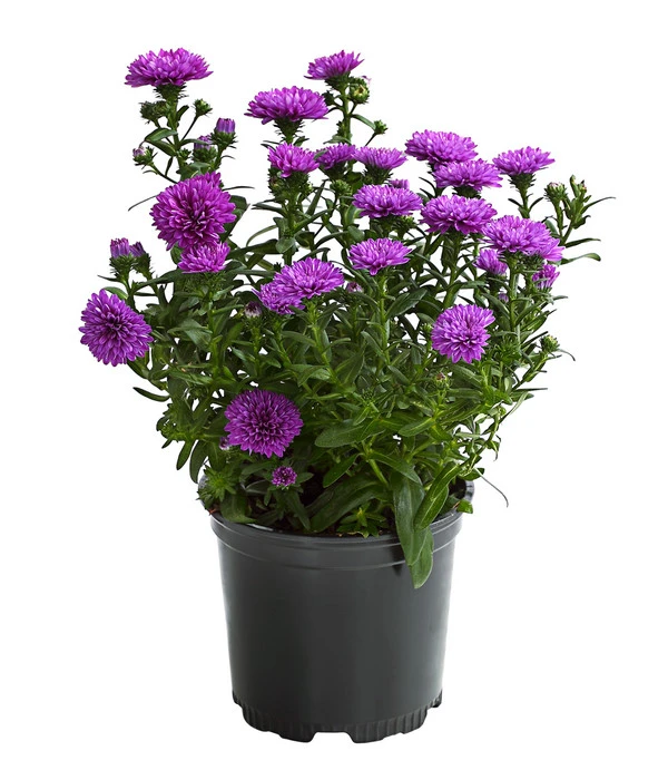 Glattblatt-Aster 2 Glattblatt-Aster – Bild 2