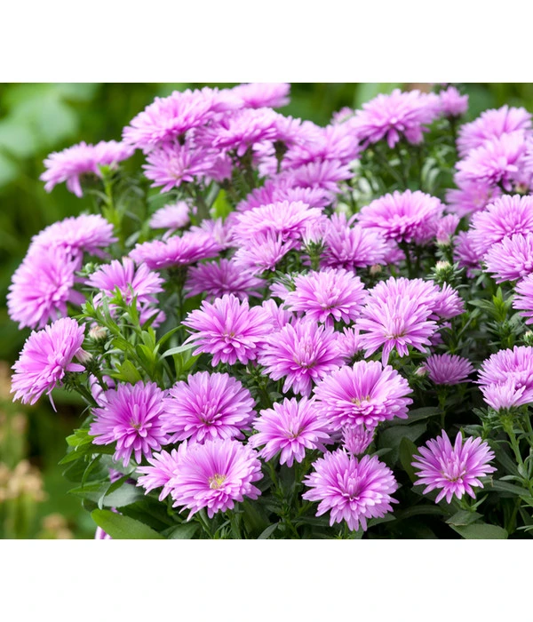 Glattblatt-Aster 1 Glattblatt-Aster