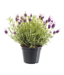 Bestseller -Outdoor Garten Geschäft 8017014 BildFS 001 SchopfLavendelLavandulaStoeT13