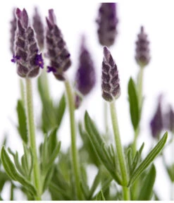 Schopf-Lavendel -Outdoor Garten Geschäft 8017014 WE DE 001 LavendelSchopflavendelLavandulaStoechasT13DehnerExpressZS