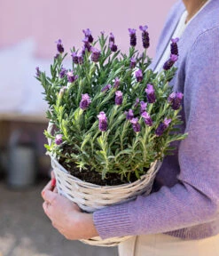 Schopf-Lavendel -Outdoor Garten Geschäft 8017014 WE MO 001 LavendelKorb
