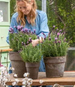 Schopf-Lavendel -Outdoor Garten Geschäft 8017014 WE MO 001 SchopfLavendelStoechas