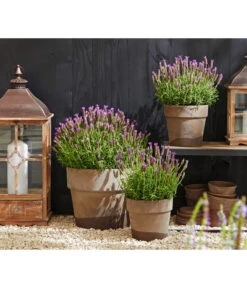 Schopf-Lavendel -Outdoor Garten Geschäft 8017014 WE MO 001 Schopflavendel