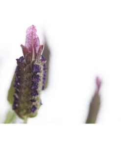 Schopf-Lavendel -Outdoor Garten Geschäft 8017089 PR DE 001 LavendelStoechasLavandulaStoechasT18DehnerExpressHerzig