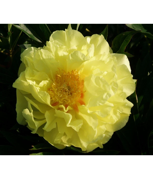 Edel-Pfingstrose 'Bartzella' 1 Edel-Pfingstrose 'Bartzella'